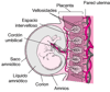 Placenta y embrión a las ocho semanas aproximadamente