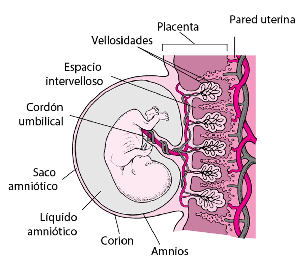 Placenta y embrión a las ocho semanas aproximadamente