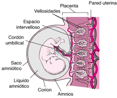 Placenta y embrión a las ocho semanas aproximadamente