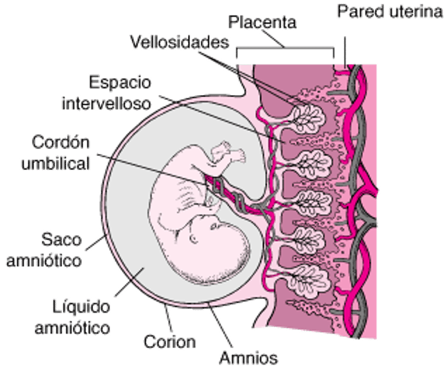 Placenta, cordón y feto