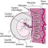 Placenta et embryon à environ 8 semaines