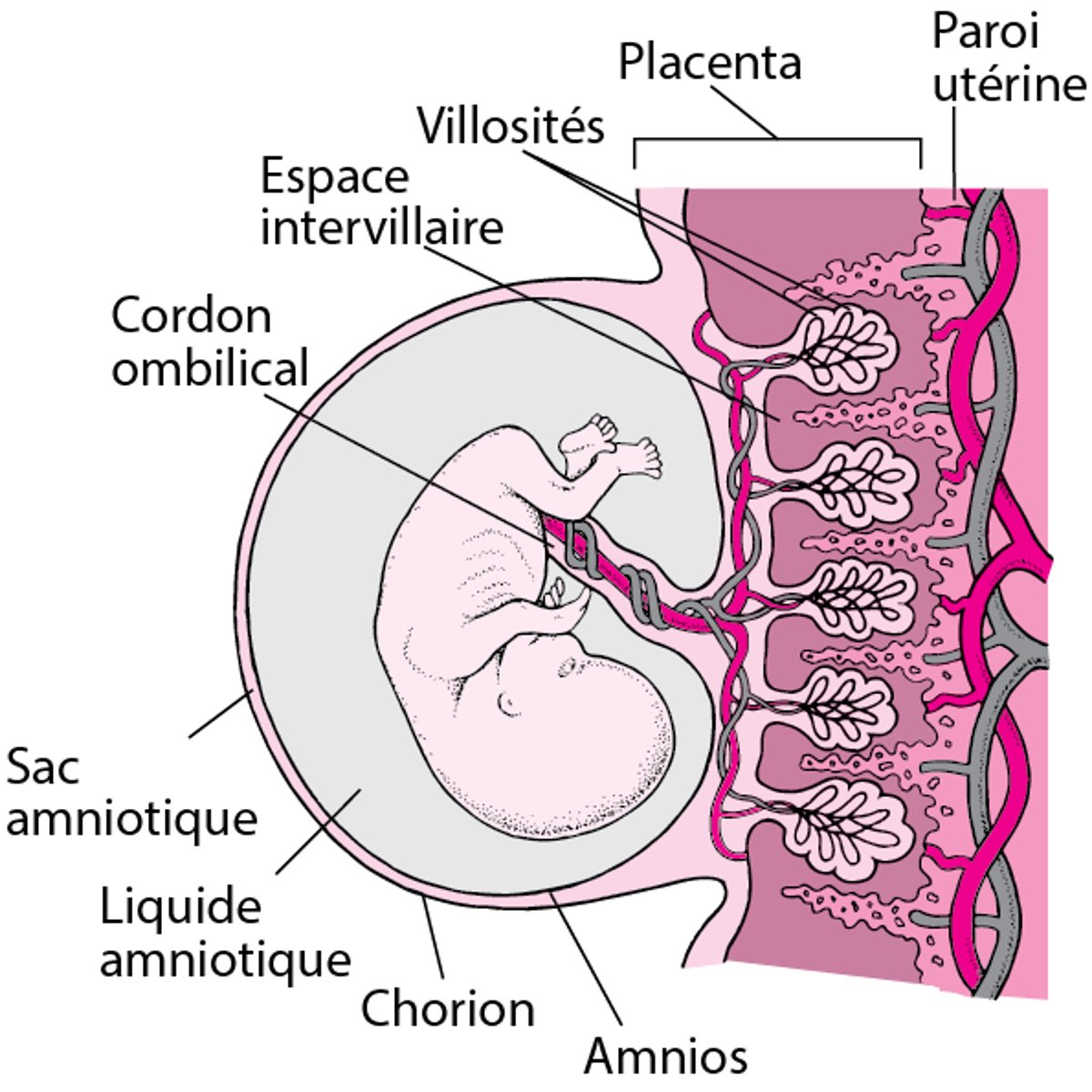Placenta et embryon à environ 8 semaines