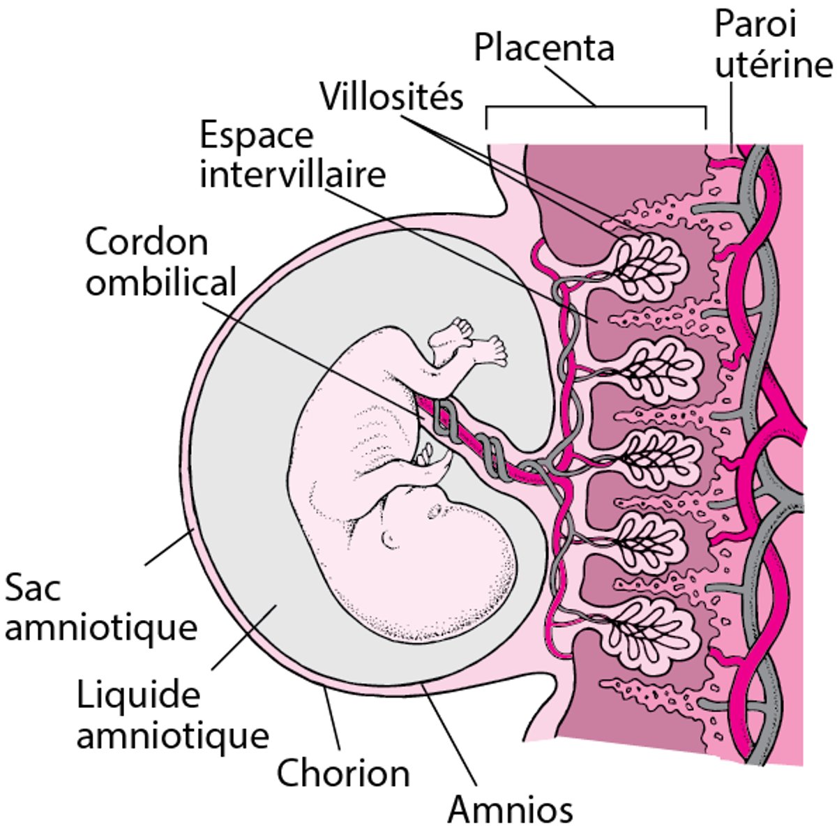 Placenta, cordon et fœtus
