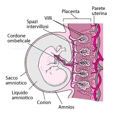 Placenta ed embrione dopo circa otto settimane