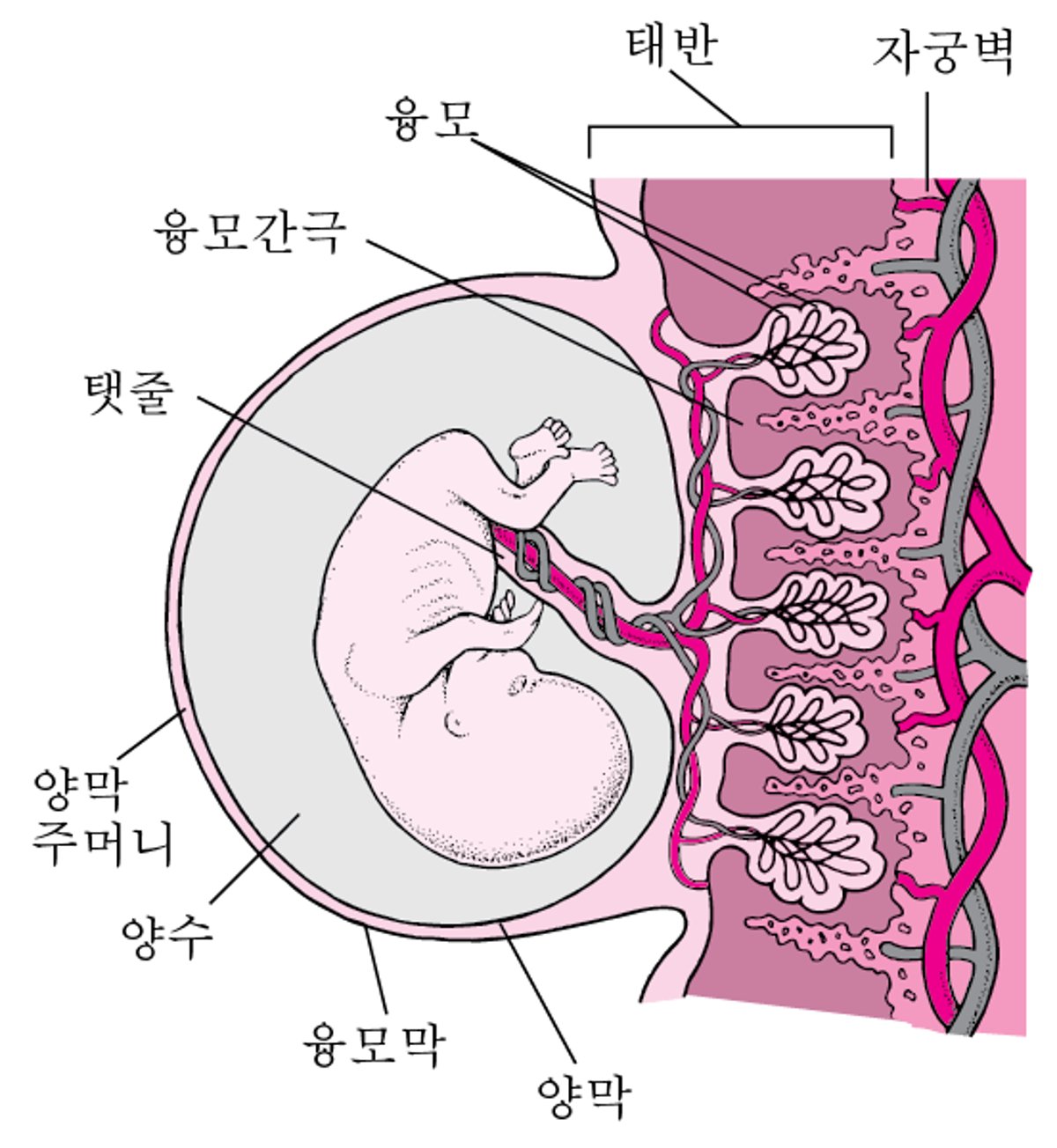 태반, 탯줄 및 태아