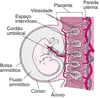 Placenta e embrião por volta da 8ª semana