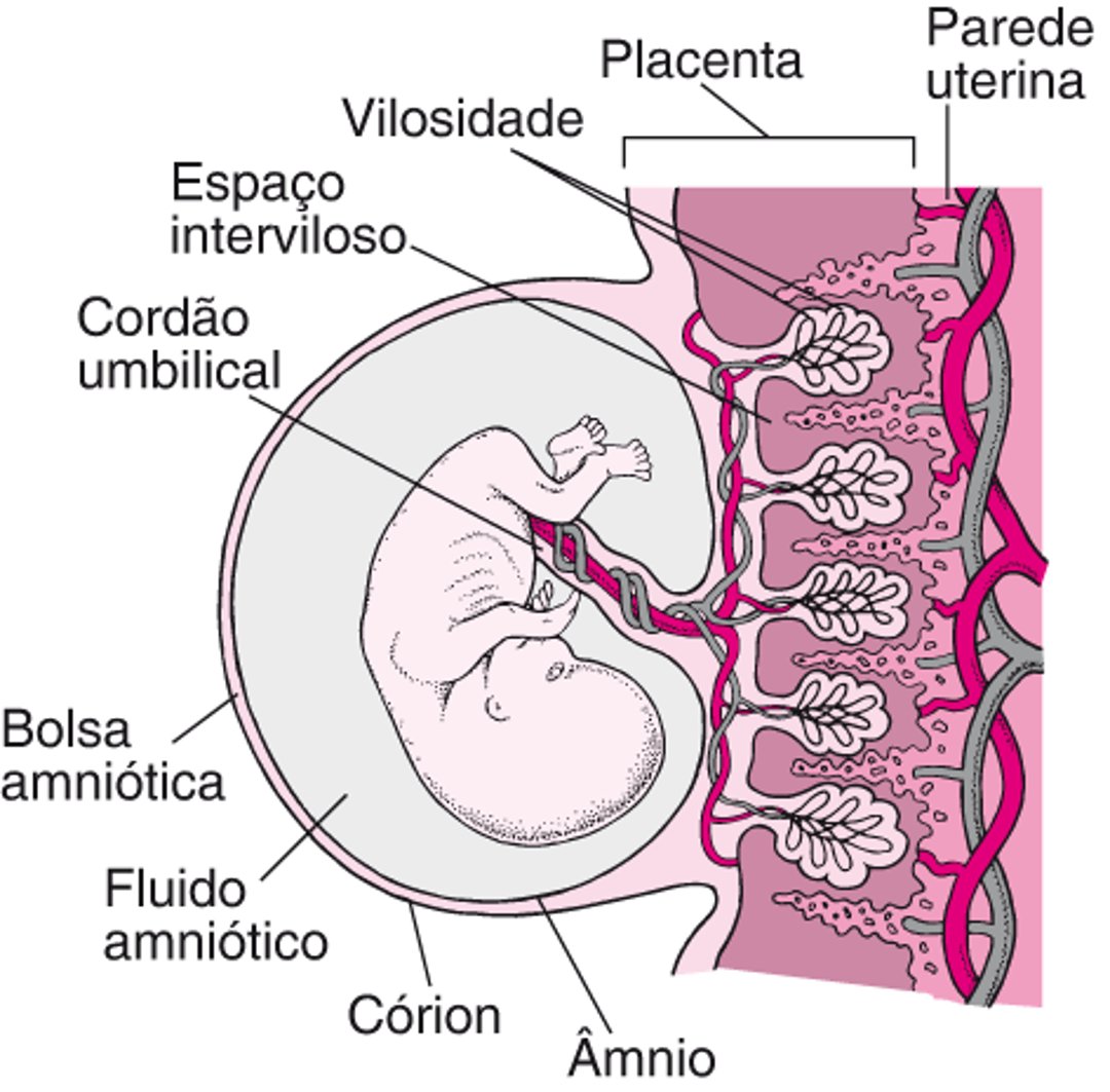 Placenta e embrião por volta da 8ª semana