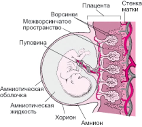Плацента и эмбрион в сроке около 8 недель