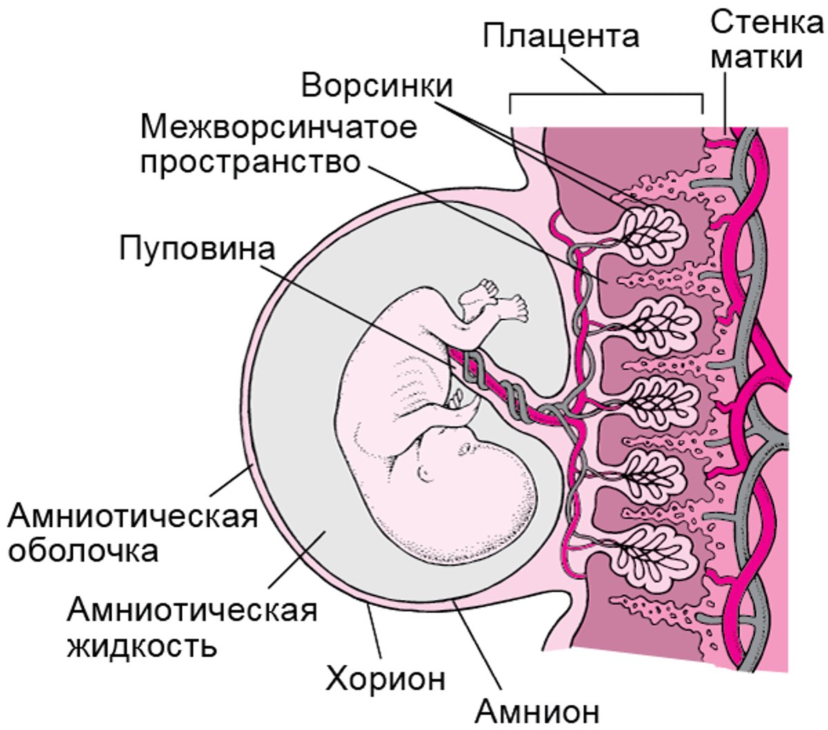 Плацента и эмбрион в сроке около 8 недель