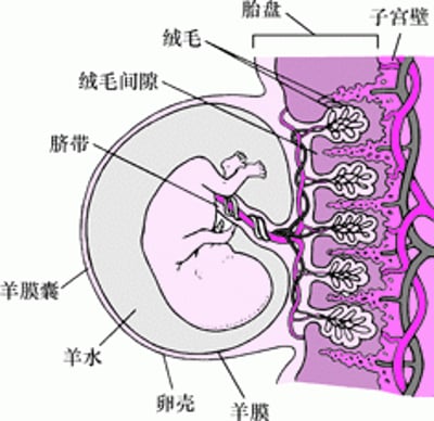 约孕8周时的胚胎及胎盘