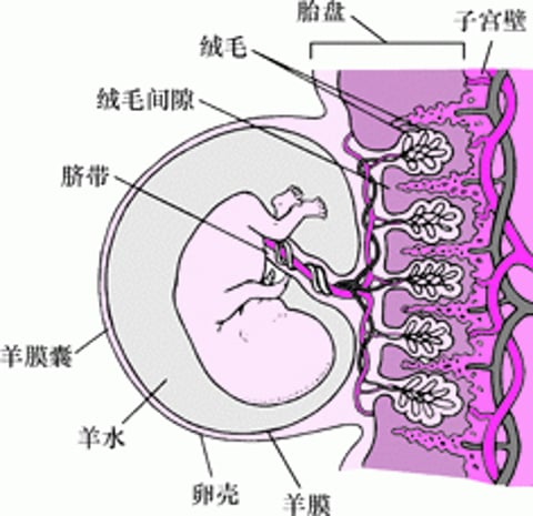 约孕8周时的胚胎及胎盘