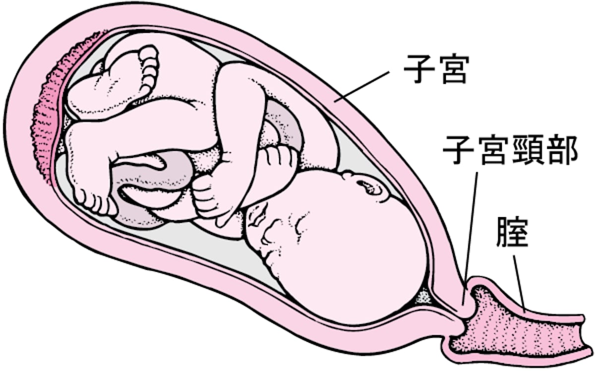 分娩の段階