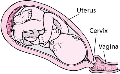 Stages of Labor