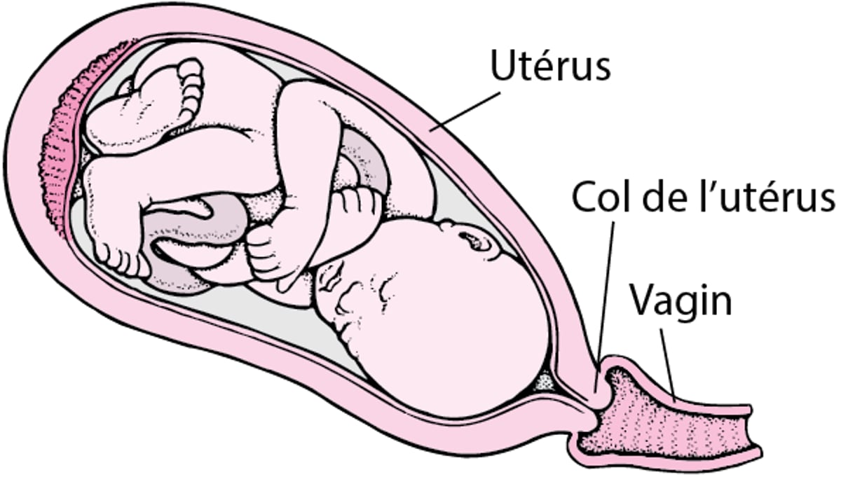 Localisation du col de l’utérus