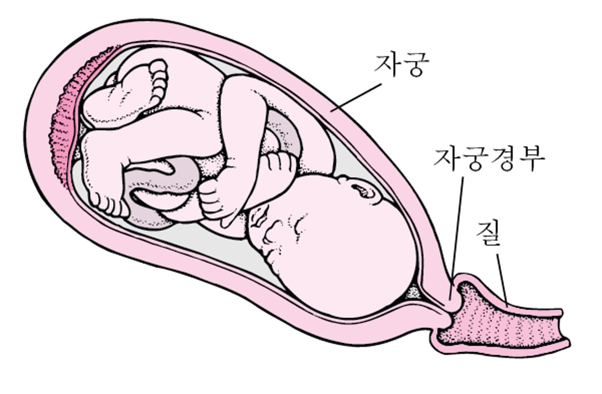 분만 단계