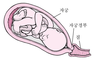 분만 단계