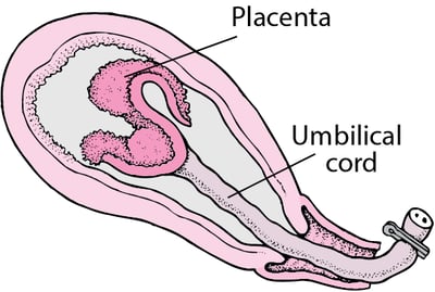 Stages of Labor