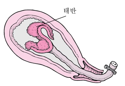 분만 단계