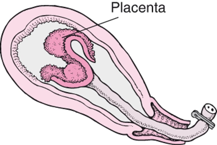 Fases do trabalho de parto