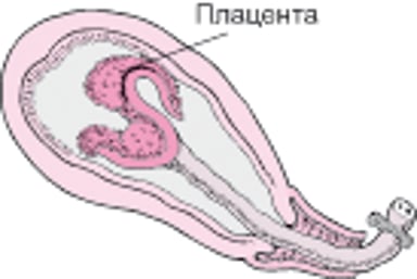 Периоды родов