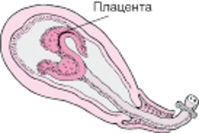 Периоды родов