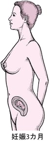 妊娠の段階