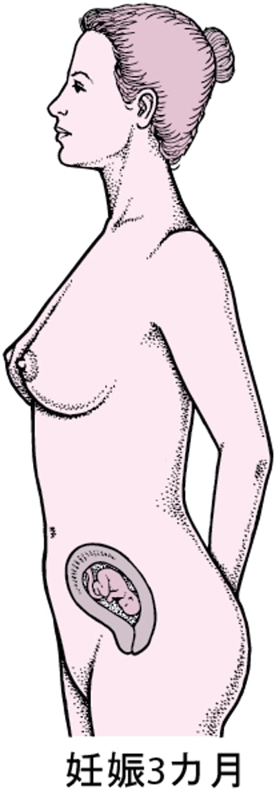 妊娠の段階
