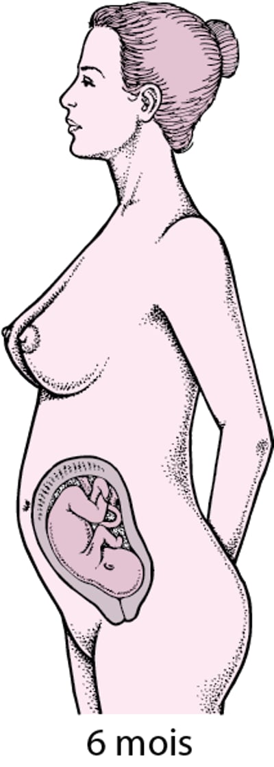 Phases de la grossesse
