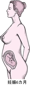 妊娠の段階