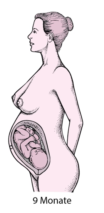 Schwangerschaftsstadien