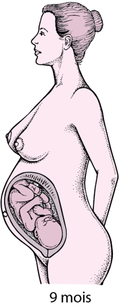 Phases de la grossesse