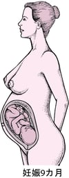 妊娠の段階
