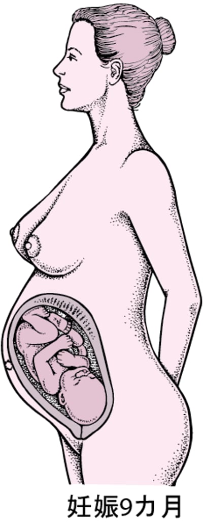 妊娠の段階