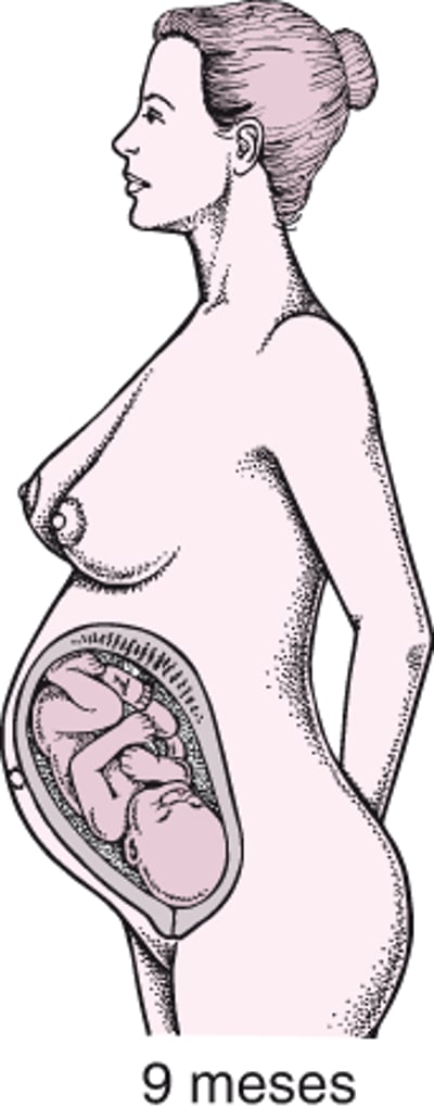 Fases da gravidez