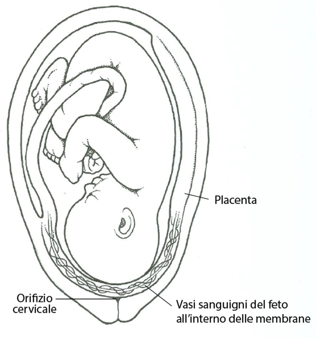 Che cosa sono i vasi previ?