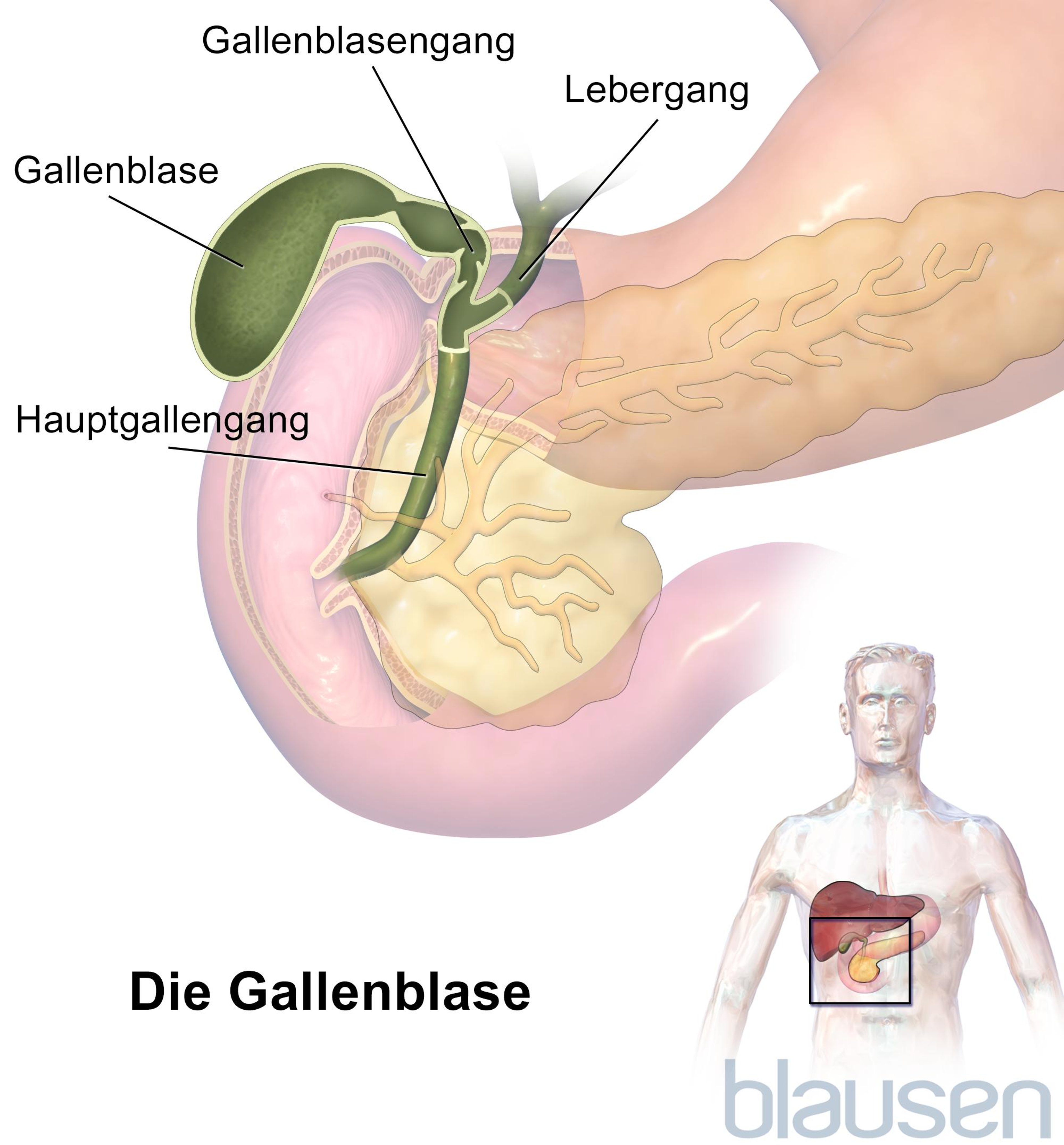 Gallenblase und Gallengänge