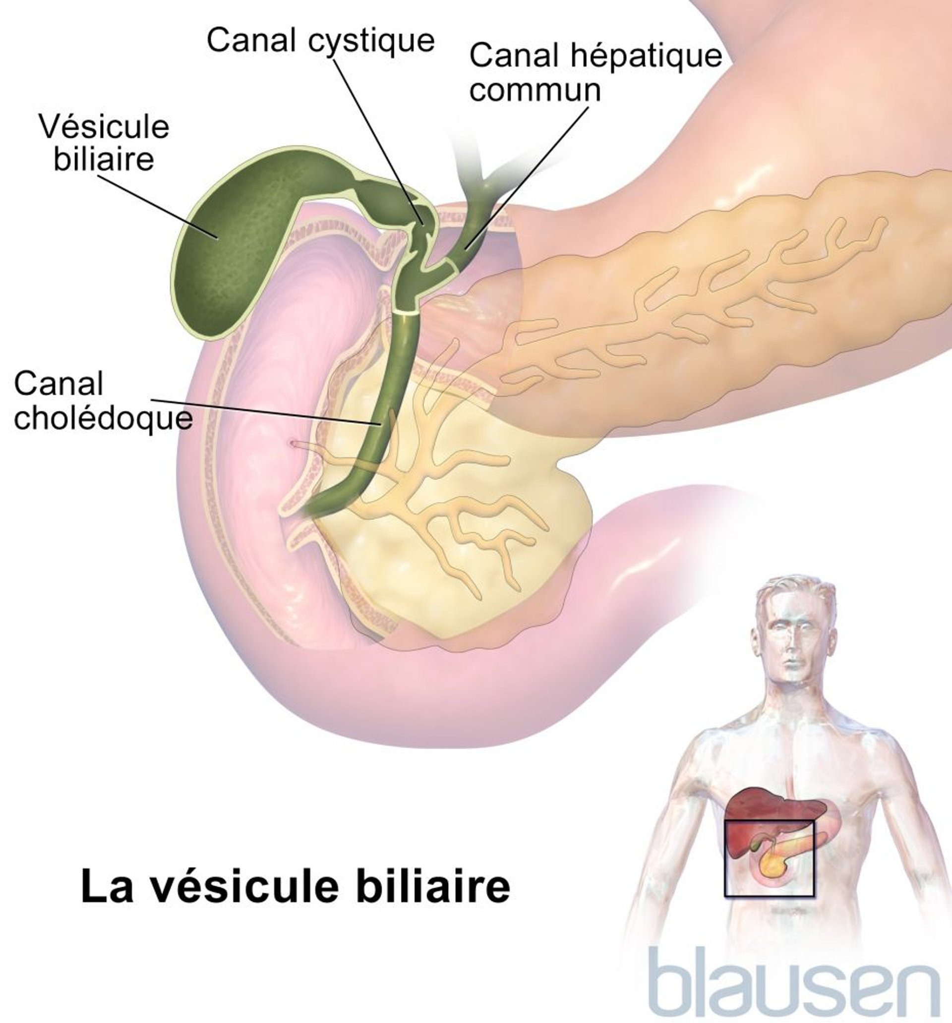 La vésicule biliaire et les canaux biliaires