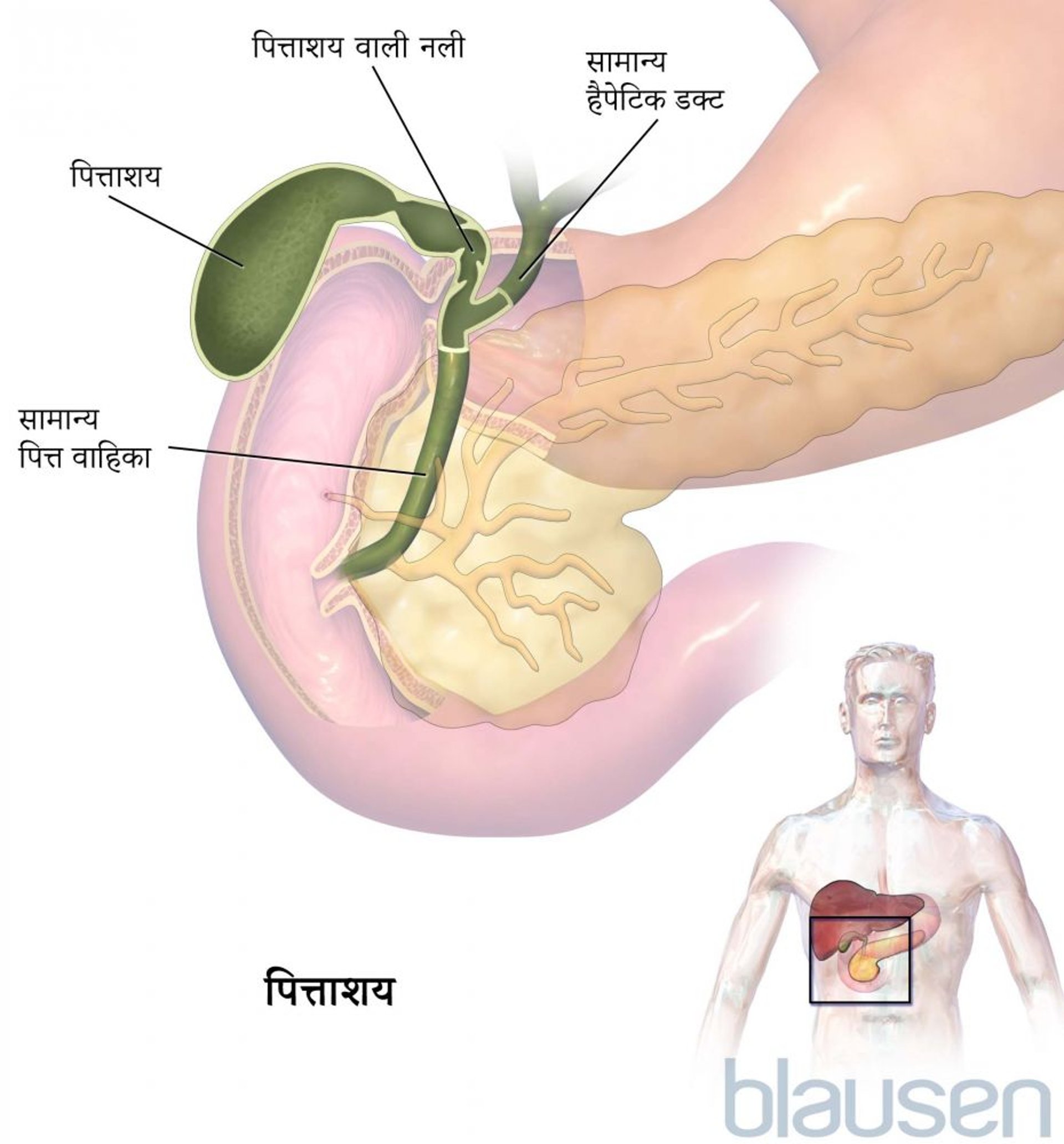 पित्ताशय की थैली और पित्त नलिकाएं