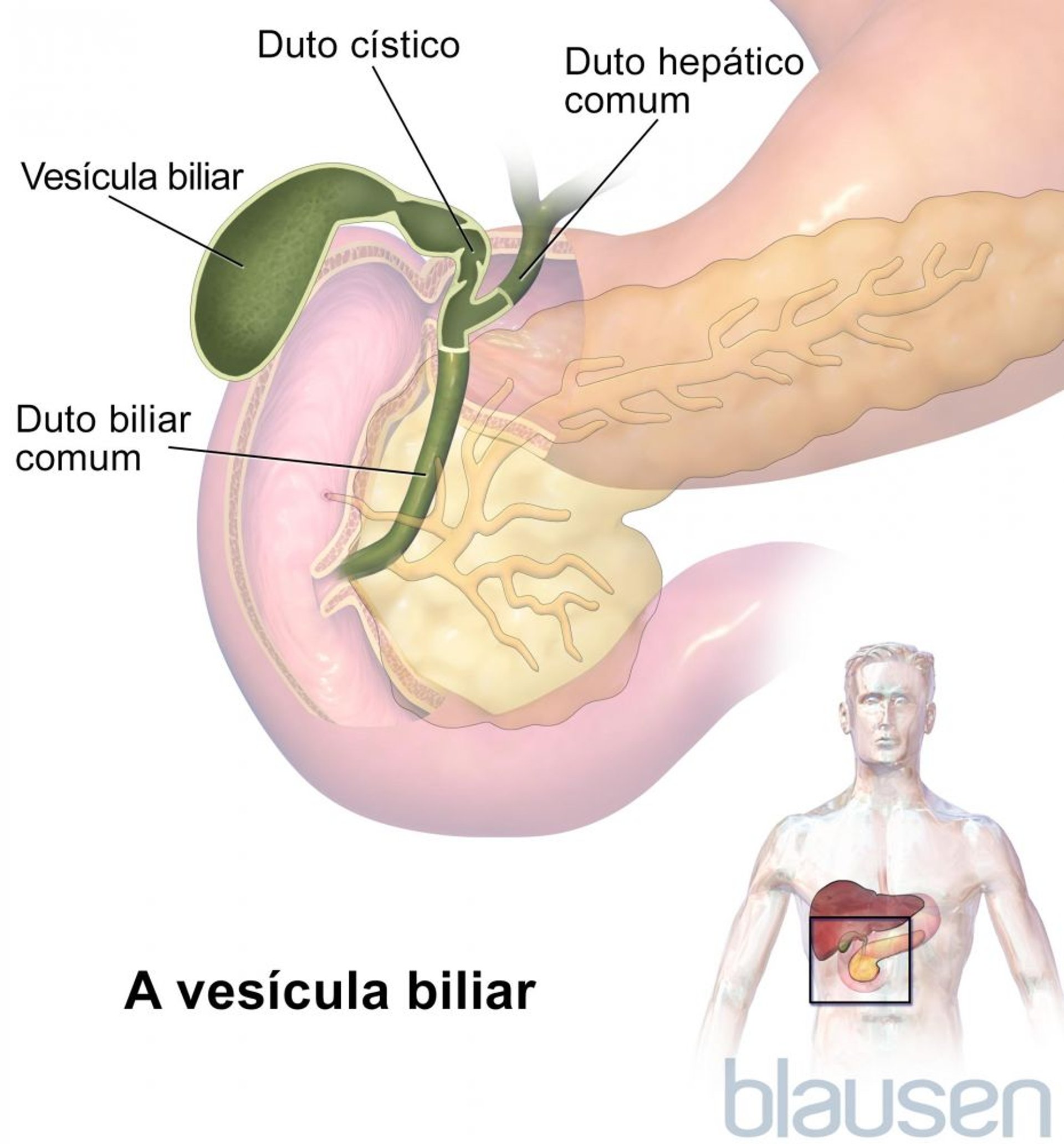 Vesícula biliar e dutos biliares