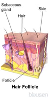Hair Follicle Anatomy