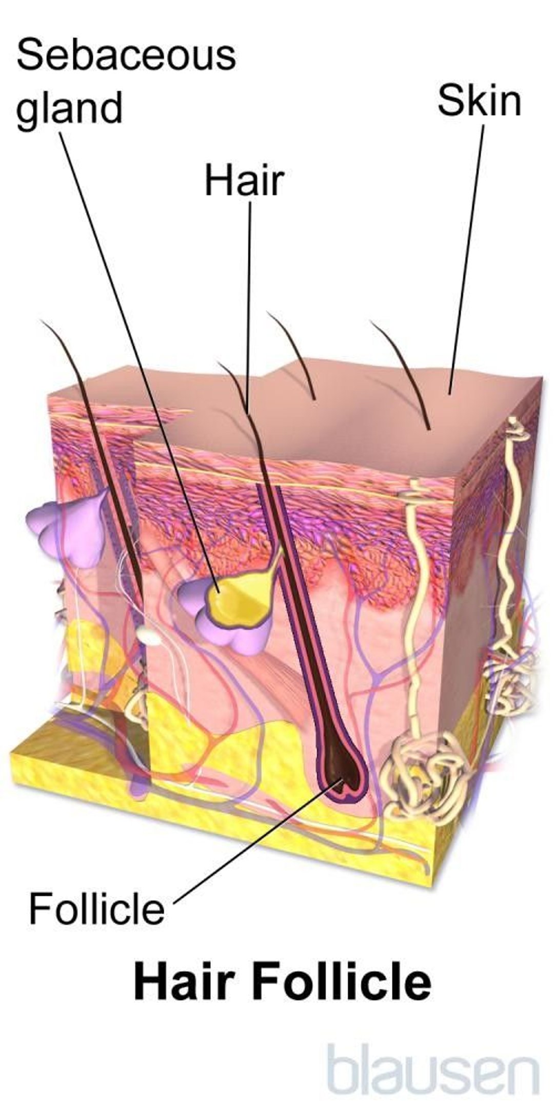 Hair Follicle Anatomy