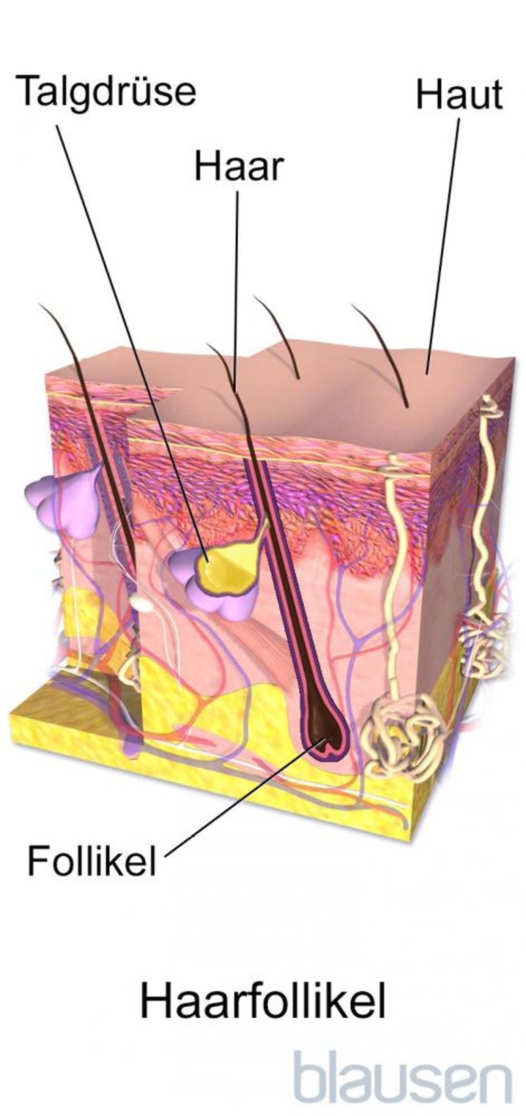 Anatomie eines Haarfollikels
