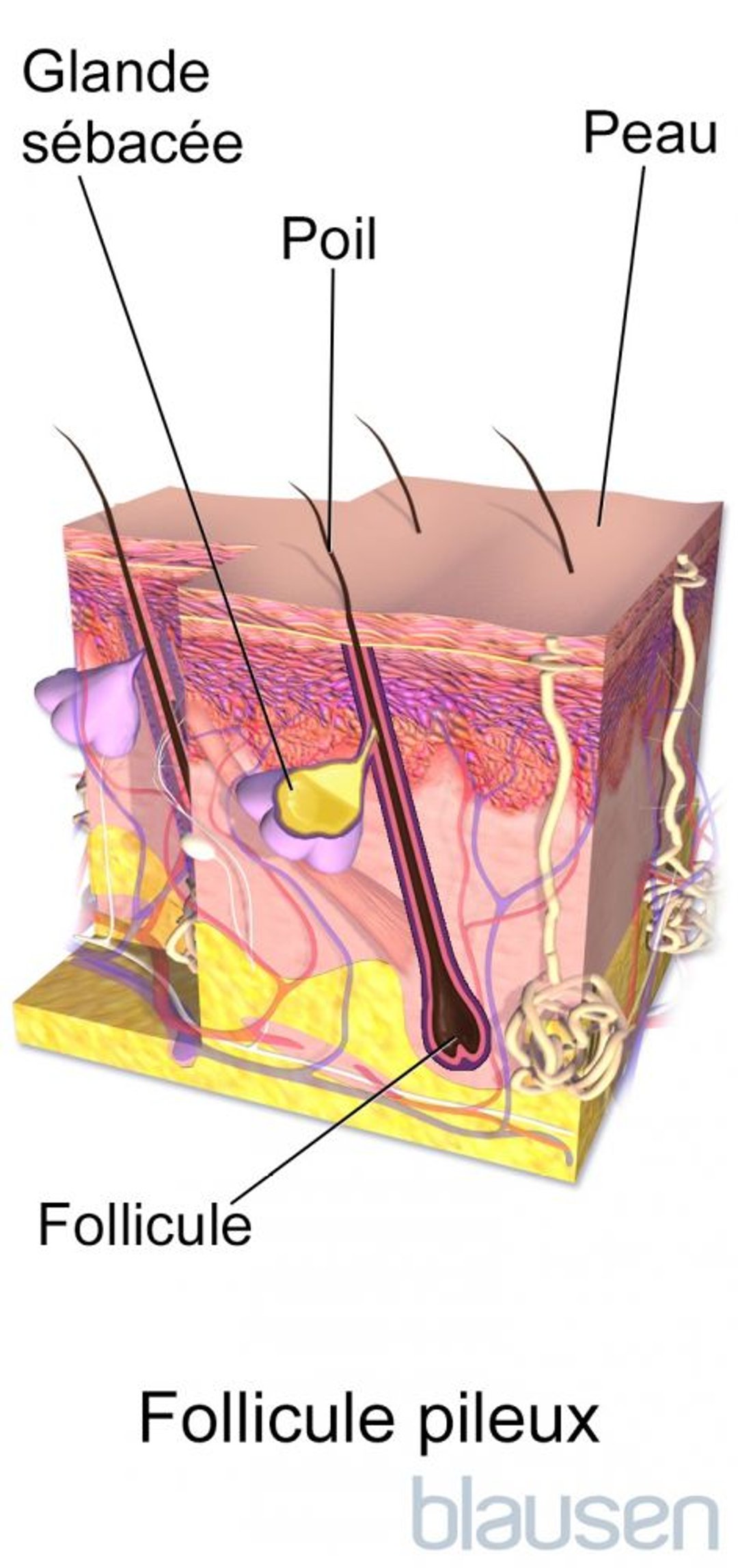 Anatomie des follicules pileux