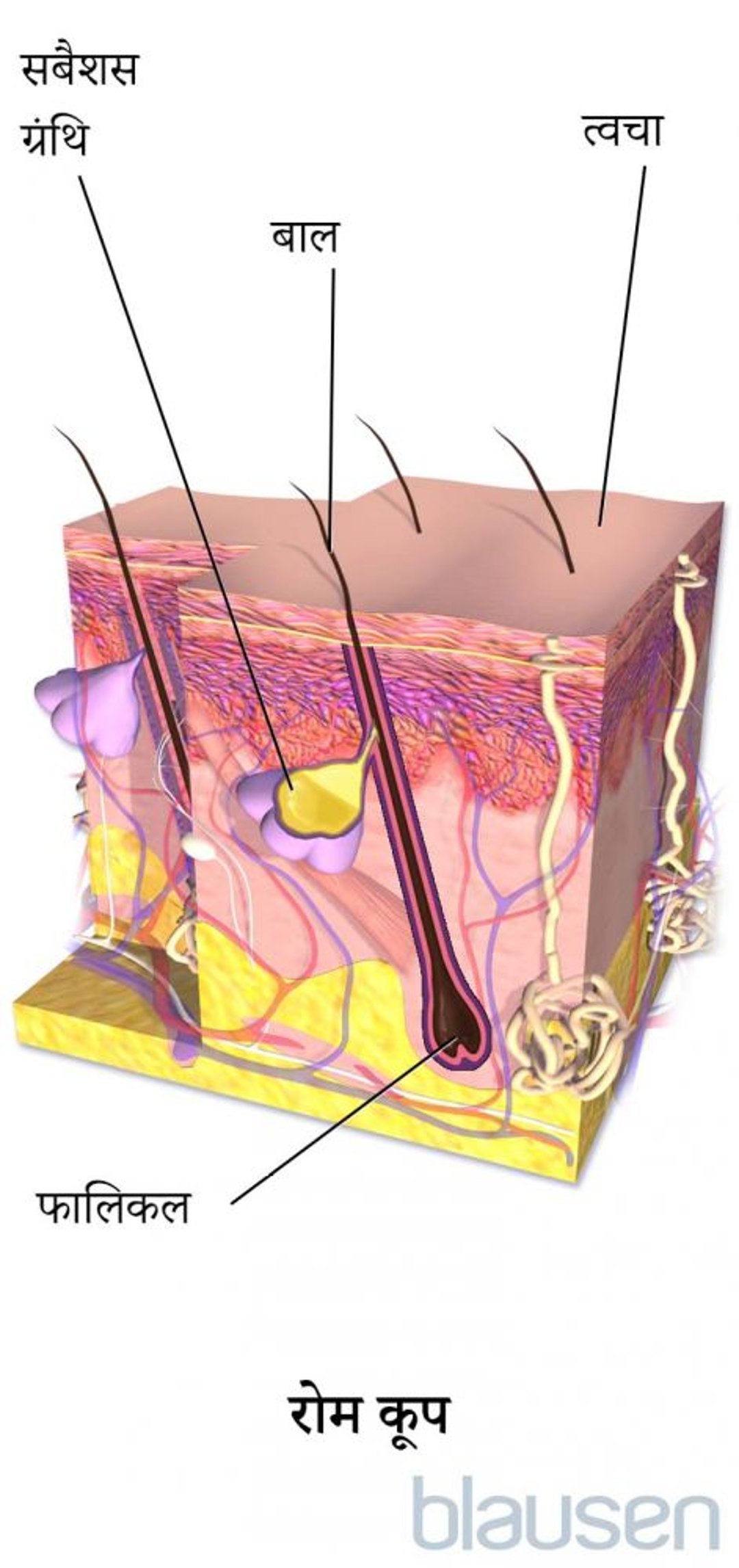 हेयर फ़ॉलिकल की संरचना