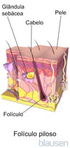 Anatomia do folículo piloso