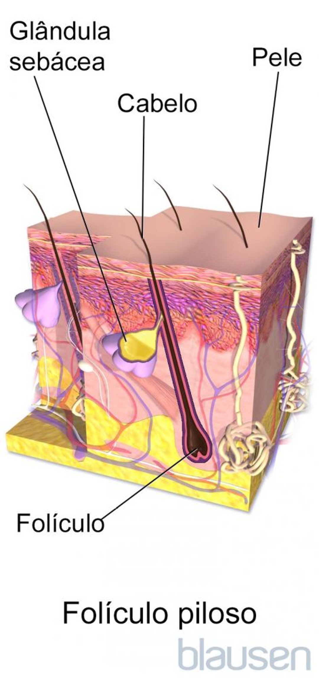 Anatomia do folículo piloso