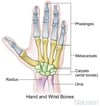 Bones of the Hand and Wrist