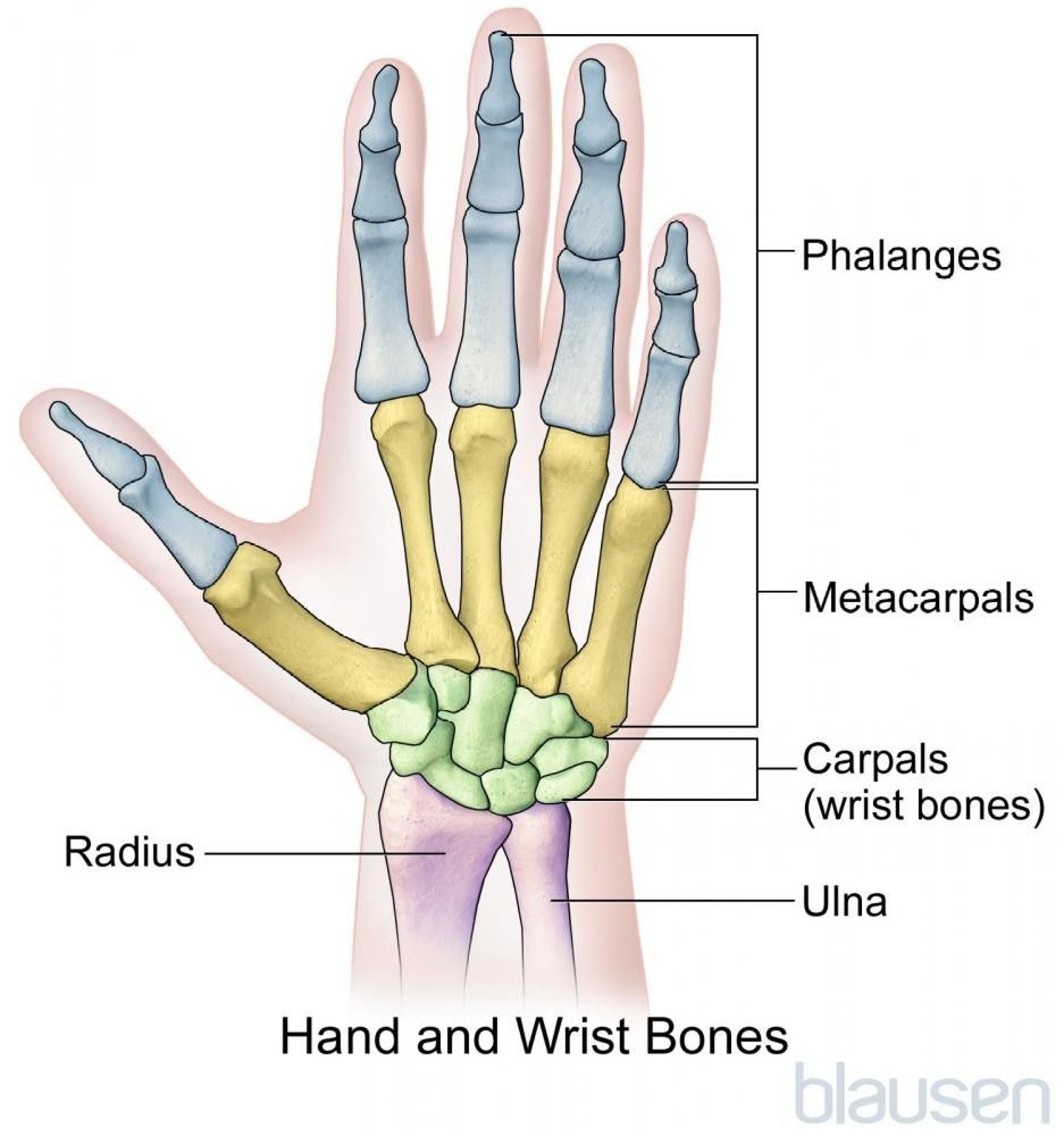 Bones of the Hand and Wrist