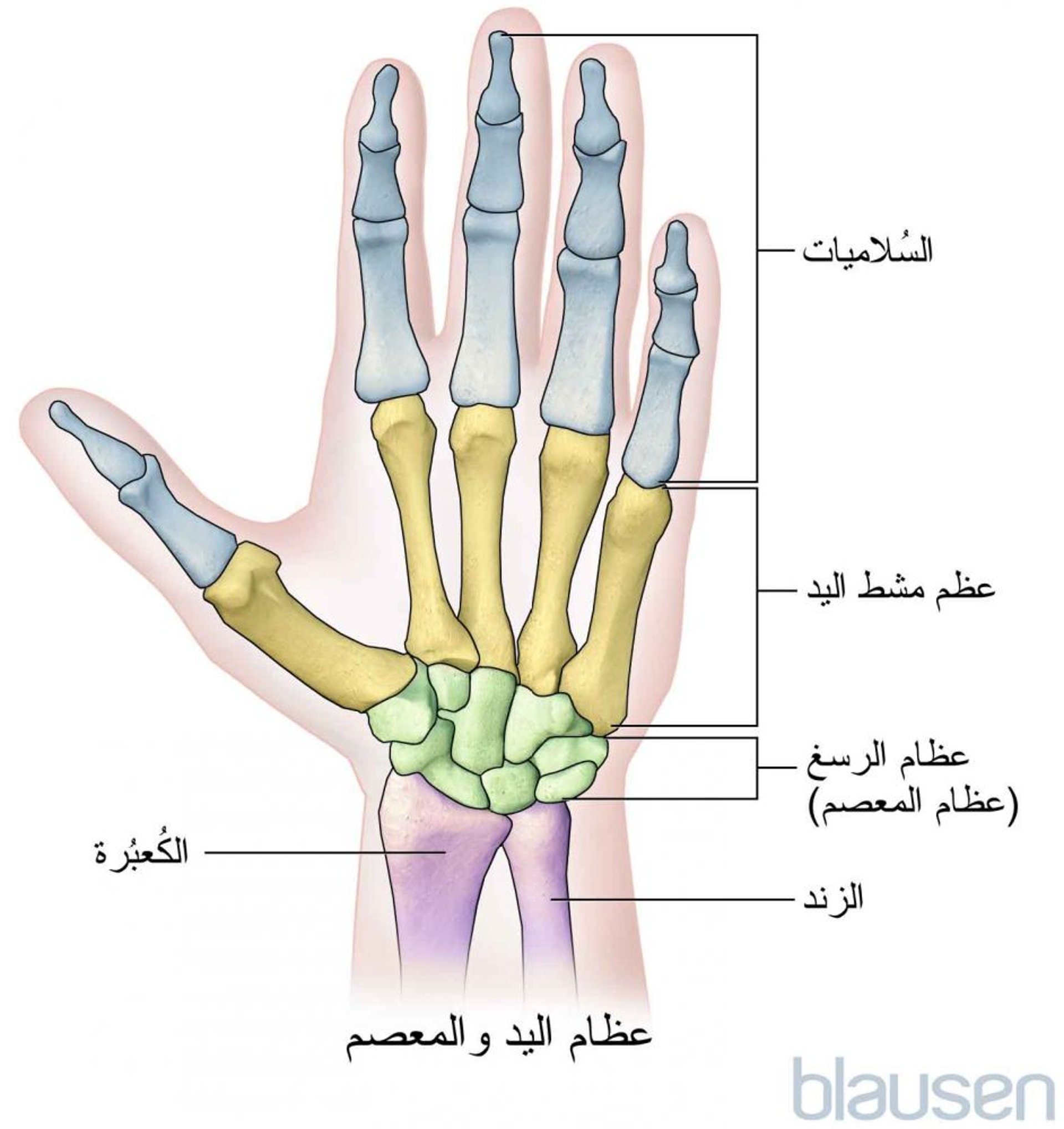 عظام اليد والمعصم