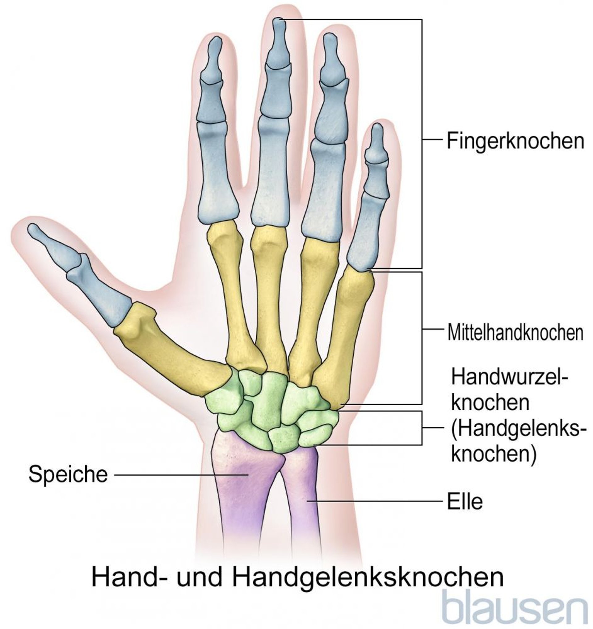 Knochen der Hand und des Handgelenks